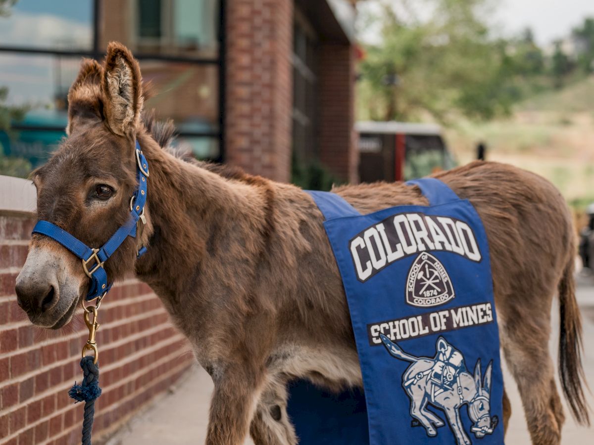 oredigger donkey