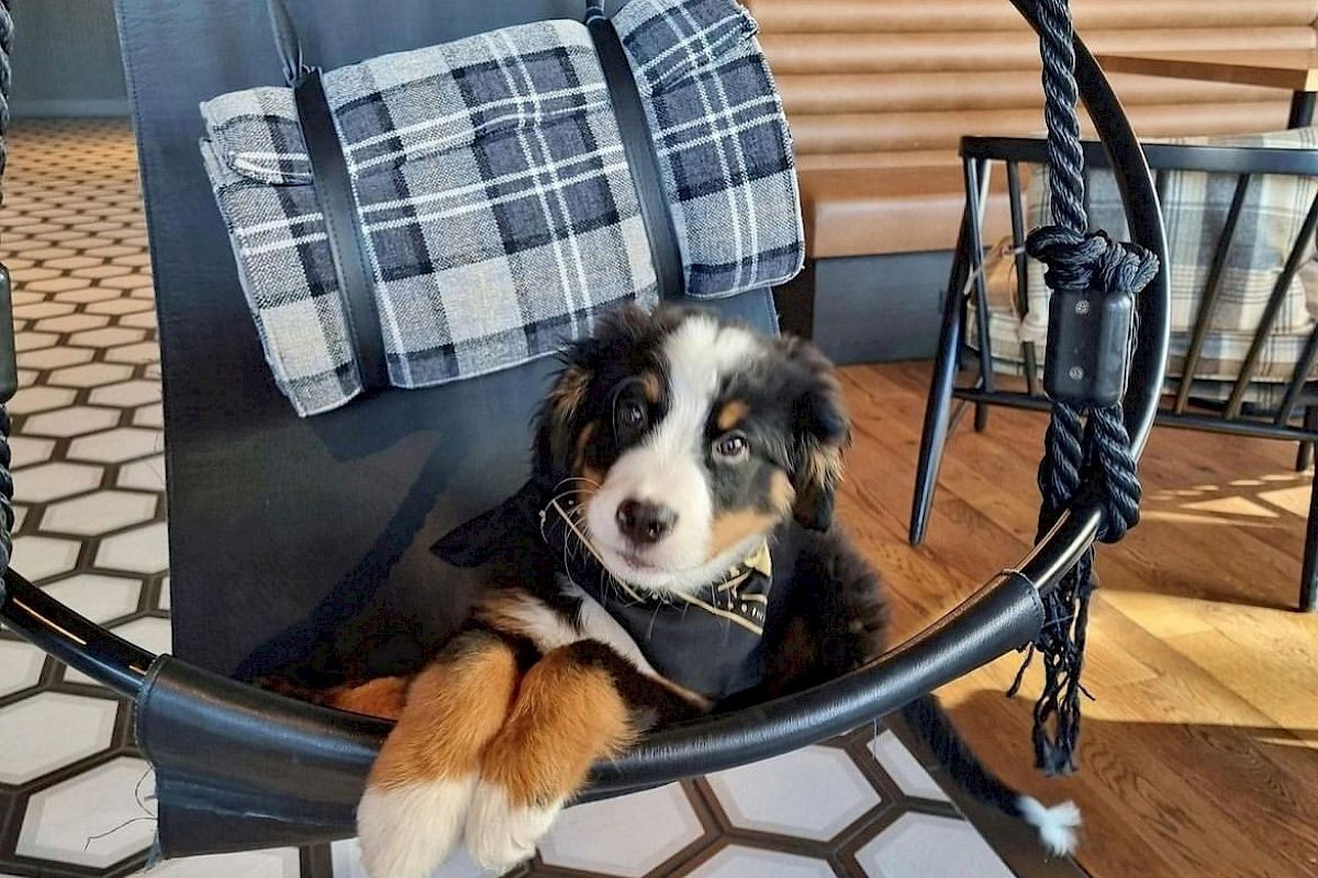 bernese mountain dog puppy